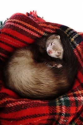 포토 JPG 동물 척추동물 한마리 육지동물 포유류 실내 사람없음 잠 담요 페럿 반려 국내포토 1 내부 파일형식