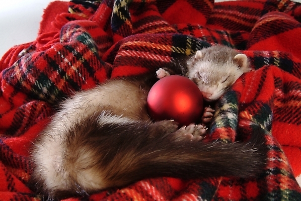 포토 JPG 동물 척추동물 한마리 육지동물 공 포유류 실내 사람없음 놀이용품 잠 담요 페럿 반려 국내포토 1 내부 오브젝트 파일형식