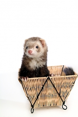 포토 JPG 스튜디오촬영 동물 척추동물 한마리 육지동물 포유류 사람없음 바구니 페럿 반려 국내포토 1 실내 파일형식