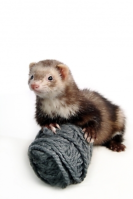 포토 JPG 스튜디오촬영 동물 척추동물 한마리 육지동물 포유류 사람없음 털실 실뭉치 페럿 반려 국내포토 1 실내 실 파일형식