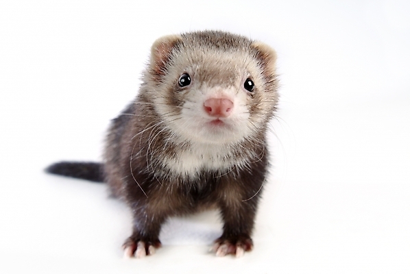 포토 JPG 스튜디오촬영 동물 척추동물 한마리 육지동물 포유류 사람없음 페럿 반려 국내포토 1 실내 파일형식