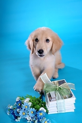 포토 JPG 스튜디오촬영 식물 동물 척추동물 한마리 육지동물 꽃 리본 반려견 꽃다발 포유류 사람없음 반려동물 개 골든리트리버 리트리버 강아지 래브라도리트리버 반려 국내포토 1 실내 파일형식