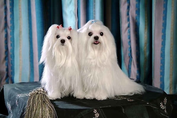 포토 JPG 동물 척추동물 육지동물 반려견 두마리 포유류 실내 사람없음 반려동물 커튼 말티즈 개 강아지 반려 국내포토 2 내부 파일형식