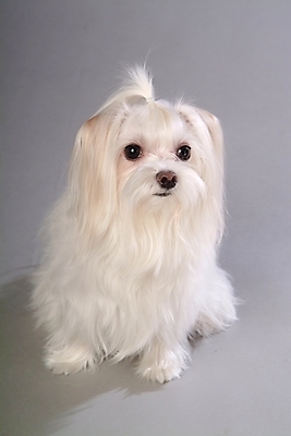 포토 JPG 스튜디오촬영 동물 척추동물 한마리 육지동물 반려견 포유류 사람없음 반려동물 말티즈 개 강아지 반려 국내포토 1 실내 파일형식