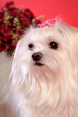 포토 JPG 스튜디오촬영 식물 동물 척추동물 한마리 육지동물 꽃 반려견 포유류 사람없음 반려동물 말티즈 개 강아지 반려 국내포토 1 실내 파일형식