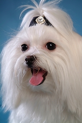 포토 JPG 스튜디오촬영 동물 척추동물 한마리 육지동물 반려견 포유류 사람없음 장식 반려동물 말티즈 개 강아지 애견용품 반려 국내포토 반려용품 1 실내 오브젝트 파일형식