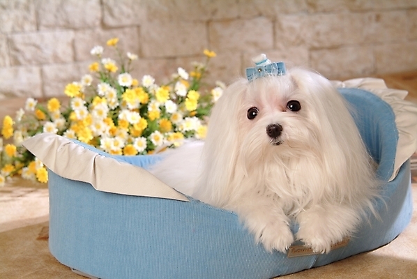 포토 JPG 식물 동물 척추동물 한마리 육지동물 꽃 반려견 포유류 실내 사람없음 반려동물 말티즈 개 강아지 애견용품 개집 반려 국내포토 1 내부 파일형식 반려용품