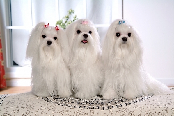 포토 JPG 동물 척추동물 육지동물 반려견 포유류 실내 세마리 사람없음 반려동물 카펫 말티즈 개 강아지 반려 국내포토 3 내부 파일형식