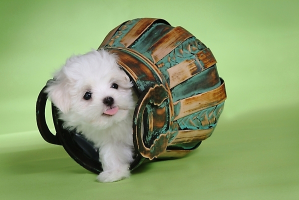 포토 JPG 스튜디오촬영 동물 척추동물 한마리 육지동물 반려견 포유류 사람없음 반려동물 바구니 말티즈 개 강아지 반려 국내포토 1 실내 파일형식