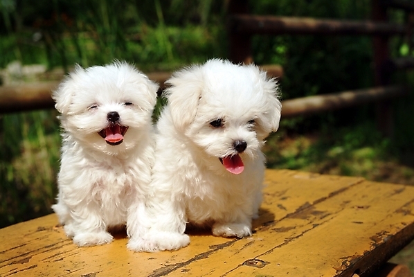 포토 JPG 주간 동물 척추동물 육지동물 반려견 두마리 포유류 사람없음 야외 반려동물 말티즈 개 강아지 반려 국내포토 자연요소 2 파일형식