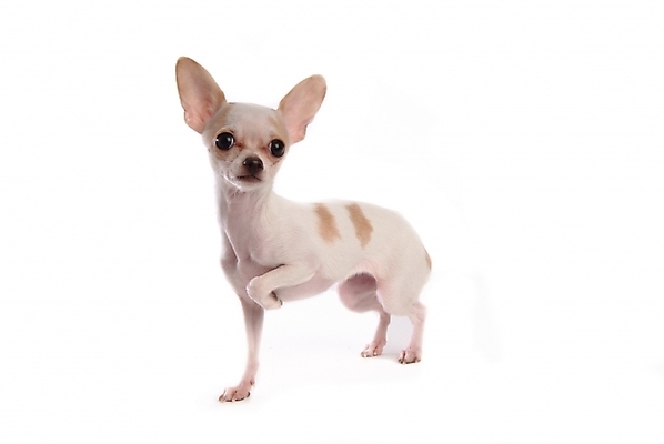 포토 JPG 스튜디오촬영 동물 척추동물 한마리 육지동물 반려견 포유류 사람없음 반려동물 개 강아지 치와와 반려 국내포토 1 실내 파일형식