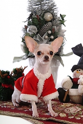 포토 JPG 식물 동물 척추동물 한마리 육지동물 반려견 인형 크리스마스 포유류 산타옷 실내 사람없음 반려동물 크리스마스트리 카펫 개 강아지 애견용품 치와와 강아지옷 반려 국내포토 반려용품 1 옷 기념일 내부 오브젝트 파일형식