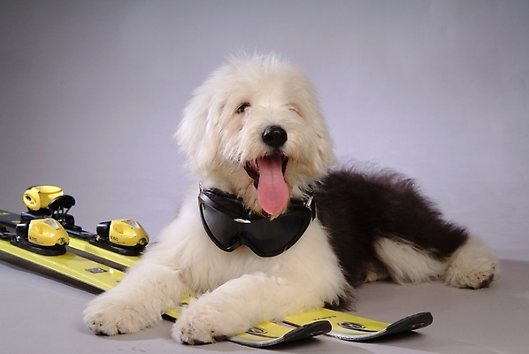 포토 JPG 스튜디오촬영 동물 척추동물 한마리 육지동물 반려견 스포츠용품 포유류 스키 고글 사람없음 레포츠 반려동물 양치기 개 강아지 반려 올드잉글리쉬쉽독 국내포토 직업 1 스포츠 레저 겨울스포츠 실내 오브젝트 파일형식