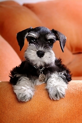 포토 JPG 동물 척추동물 한마리 육지동물 반려견 가구 포유류 실내 사람없음 반려동물 소파 개 강아지 슈나우저 미니어처슈나우져 반려 국내포토 1 생활용품 의자 내부 파일형식