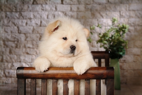 포토 JPG 식물 동물 척추동물 한마리 육지동물 화분 반려견 가구 포유류 실내 사람없음 반려동물 개 강아지 차우차우 반려 국내포토 1 생활용품 내부 파일형식