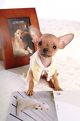 포토 JPG 동물 척추동물 한마리 육지동물 반려견 액자 포유류 프레임 실내 사람없음 반려동물 개 강아지 치와와 기념사진 반려 국내포토 1 내부 파일형식