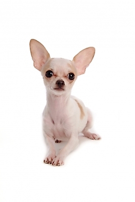 포토 JPG 스튜디오촬영 동물 척추동물 한마리 육지동물 반려견 포유류 사람없음 반려동물 개 강아지 치와와 반려 국내포토 1 실내 파일형식