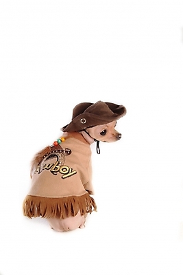 포토 JPG 스튜디오촬영 동물 척추동물 모자 한마리 육지동물 반려견 장신구 포유류 사람없음 장식 반려동물 카우보이 개 강아지 애견용품 치와와 강아지옷 반려 국내포토 반려용품 1 잡화 실내 오브젝트 파일형식