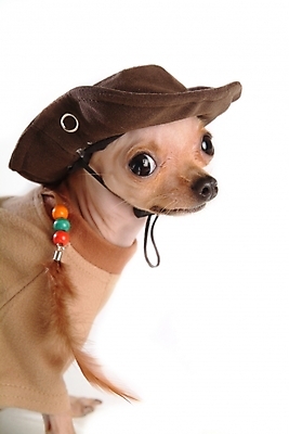 포토 JPG 스튜디오촬영 동물 척추동물 모자 한마리 육지동물 반려견 장신구 포유류 사람없음 장식 반려동물 카우보이 개 강아지 애견용품 치와와 강아지옷 반려 국내포토 1 잡화 실내 파일형식 반려용품