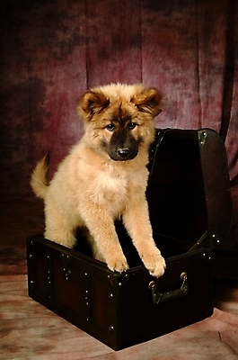 포토 JPG 동물 척추동물 한마리 육지동물 반려견 포유류 실내 사람없음 반려동물 상자 개 강아지 보물상자 차우차우 반려 국내포토 1 내부 파일형식