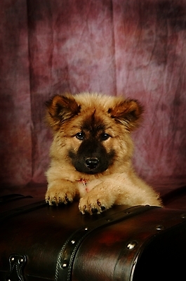 포토 JPG 동물 척추동물 한마리 육지동물 반려견 포유류 실내 사람없음 반려동물 상자 개 강아지 보물상자 차우차우 반려 국내포토 1 내부 파일형식