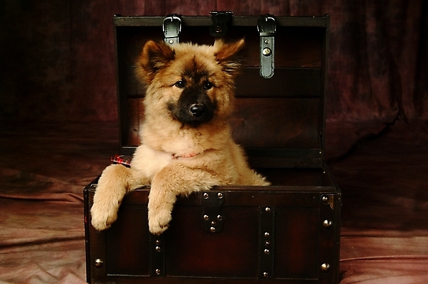 포토 JPG 동물 척추동물 한마리 육지동물 반려견 포유류 실내 사람없음 반려동물 상자 개 강아지 보물상자 차우차우 반려 국내포토 1 내부 파일형식