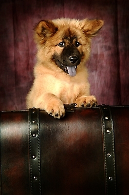 포토 JPG 동물 척추동물 한마리 육지동물 반려견 포유류 실내 사람없음 반려동물 상자 개 강아지 보물상자 차우차우 반려 국내포토 1 내부 파일형식