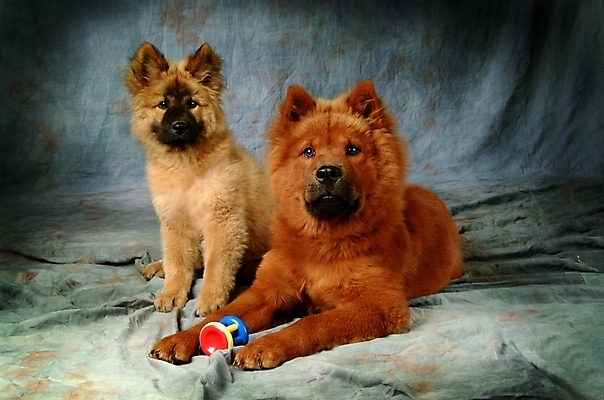 포토 JPG 동물 척추동물 한마리 육지동물 반려견 두마리 포유류 실내 사람없음 반려동물 장난감 놀이용품 개 강아지 차우차우 반려 국내포토 1 2 내부 오브젝트 파일형식