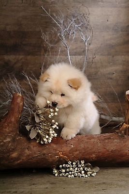 포토 JPG 나무 식물 동물 척추동물 한마리 육지동물 꽃 반려견 포유류 실내 사람없음 반려동물 나뭇가지 개 강아지 차우차우 동물라이프 반려 국내포토 1 라이프스타일 내부 파일형식