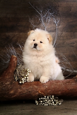 포토 JPG 나무 식물 동물 척추동물 한마리 육지동물 꽃 반려견 포유류 실내 사람없음 반려동물 나뭇가지 개 강아지 차우차우 동물라이프 반려 국내포토 1 라이프스타일 내부 파일형식