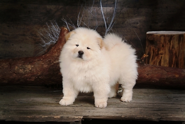 포토 JPG 나무 식물 동물 척추동물 한마리 육지동물 반려견 포유류 실내 사람없음 반려동물 나뭇가지 개 강아지 차우차우 동물라이프 반려 국내포토 1 라이프스타일 내부 파일형식