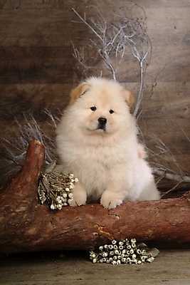 포토 JPG 나무 식물 동물 척추동물 한마리 육지동물 꽃 반려견 포유류 실내 사람없음 반려동물 나뭇가지 개 강아지 차우차우 동물라이프 반려 국내포토 1 라이프스타일 내부 파일형식