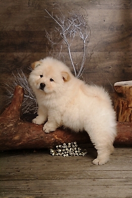 포토 JPG 나무 식물 동물 척추동물 한마리 육지동물 꽃 반려견 포유류 실내 사람없음 반려동물 나뭇가지 개 강아지 차우차우 동물라이프 반려 국내포토 1 라이프스타일 내부 파일형식