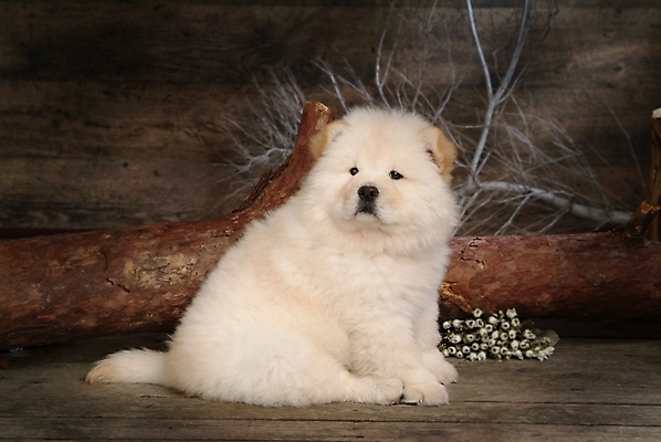 포토 JPG 나무 식물 동물 척추동물 한마리 육지동물 꽃 반려견 포유류 실내 사람없음 반려동물 나뭇가지 개 강아지 차우차우 동물라이프 반려 국내포토 1 라이프스타일 내부 파일형식