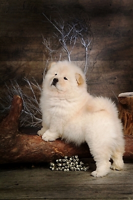 포토 JPG 나무 식물 동물 척추동물 한마리 육지동물 반려견 포유류 실내 사람없음 반려동물 나뭇가지 개 강아지 차우차우 동물라이프 반려 국내포토 1 라이프스타일 내부 파일형식