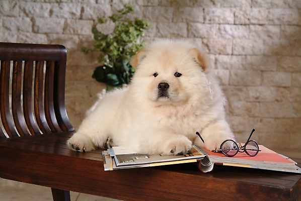 포토 JPG 동물 척추동물 한마리 육지동물 반려견 안경 가구 포유류 실내 사람없음 책 반려동물 개 강아지 차우차우 동물라이프 반려 국내포토 1 라이프스타일 잡화 생활용품 내부 파일형식