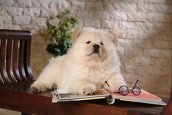 포토 JPG 식물 동물 척추동물 한마리 육지동물 반려견 안경 가구 포유류 실내 사람없음 책 반려동물 개 강아지 앨범 차우차우 동물라이프 반려 국내포토 1 라이프스타일 잡화 생활용품 내부 파일형식