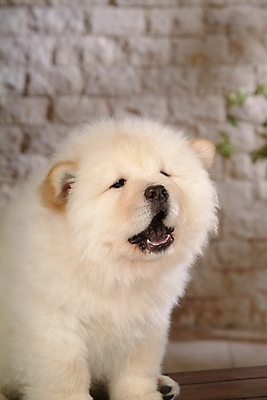 포토 JPG 동물 척추동물 한마리 육지동물 반려견 포유류 실내 사람없음 반려동물 개 강아지 차우차우 동물라이프 반려 국내포토 1 라이프스타일 내부 파일형식