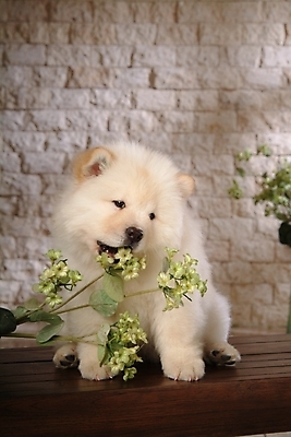 포토 JPG 식물 동물 척추동물 한마리 육지동물 꽃 반려견 포유류 실내 사람없음 반려동물 개 강아지 차우차우 동물라이프 반려 국내포토 1 라이프스타일 내부 파일형식