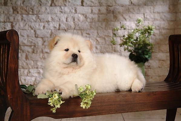 포토 JPG 식물 동물 척추동물 한마리 육지동물 꽃 화분 반려견 가구 포유류 실내 사람없음 반려동물 인테리어 개 강아지 차우차우 동물라이프 반려 국내포토 1 라이프스타일 디자인 생활용품 내부 파일형식