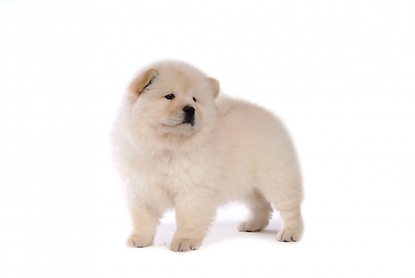 포토 JPG 스튜디오촬영 동물 척추동물 한마리 육지동물 반려견 포유류 사람없음 반려동물 개 강아지 차우차우 반려 국내포토 1 실내 파일형식