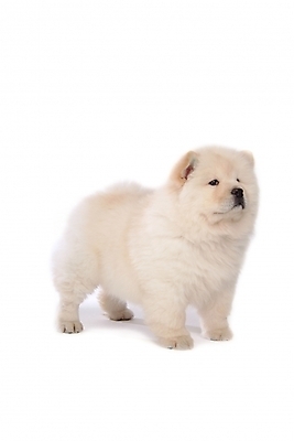 포토 JPG 스튜디오촬영 동물 척추동물 한마리 육지동물 반려견 포유류 사람없음 반려동물 개 강아지 차우차우 반려 국내포토 1 실내 파일형식