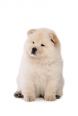 포토 JPG 스튜디오촬영 동물 척추동물 한마리 육지동물 반려견 포유류 사람없음 반려동물 개 강아지 차우차우 반려 국내포토 1 실내 파일형식