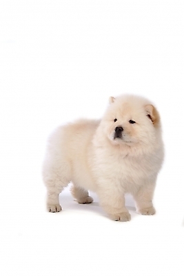 포토 JPG 스튜디오촬영 동물 척추동물 한마리 육지동물 반려견 포유류 사람없음 반려동물 개 강아지 차우차우 반려 국내포토 1 실내 파일형식