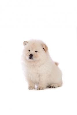 포토 JPG 스튜디오촬영 동물 척추동물 한마리 육지동물 반려견 포유류 사람없음 반려동물 개 강아지 차우차우 반려 국내포토 1 실내 파일형식