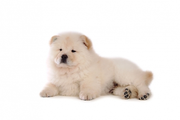 포토 JPG 스튜디오촬영 동물 척추동물 한마리 육지동물 반려견 포유류 사람없음 반려동물 개 강아지 차우차우 반려 국내포토 1 실내 파일형식