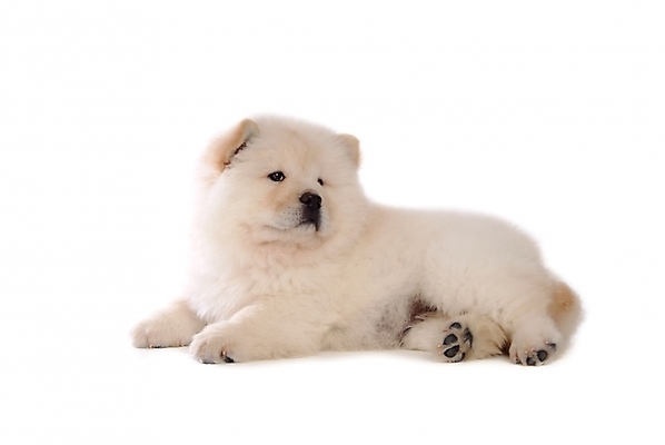 포토 JPG 스튜디오촬영 동물 척추동물 한마리 육지동물 반려견 포유류 사람없음 반려동물 개 강아지 차우차우 반려 국내포토 1 실내 파일형식