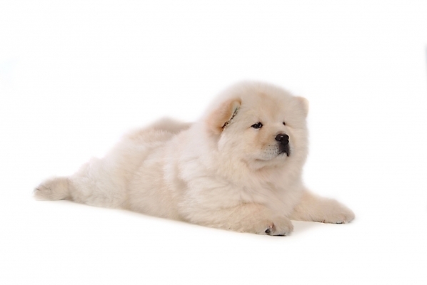 포토 JPG 스튜디오촬영 동물 척추동물 한마리 육지동물 반려견 포유류 사람없음 반려동물 개 강아지 차우차우 반려 국내포토 1 실내 파일형식