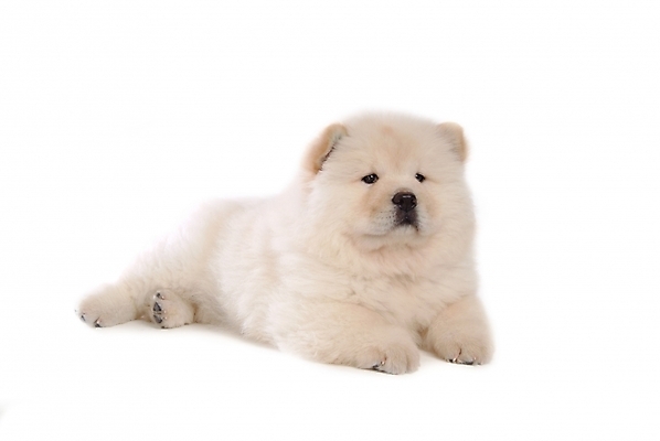 포토 JPG 스튜디오촬영 동물 척추동물 한마리 육지동물 반려견 포유류 사람없음 반려동물 개 강아지 차우차우 반려 국내포토 1 실내 파일형식