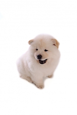 포토 JPG 스튜디오촬영 동물 척추동물 한마리 육지동물 반려견 포유류 사람없음 반려동물 개 강아지 차우차우 반려 국내포토 1 실내 파일형식